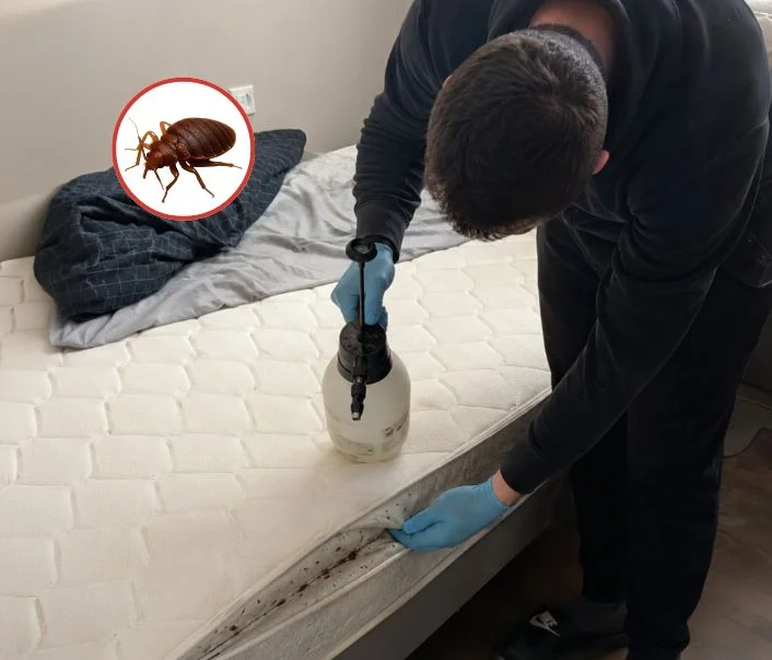 Technicien traitant un matelas contre les punaises de lit à Goussainville
